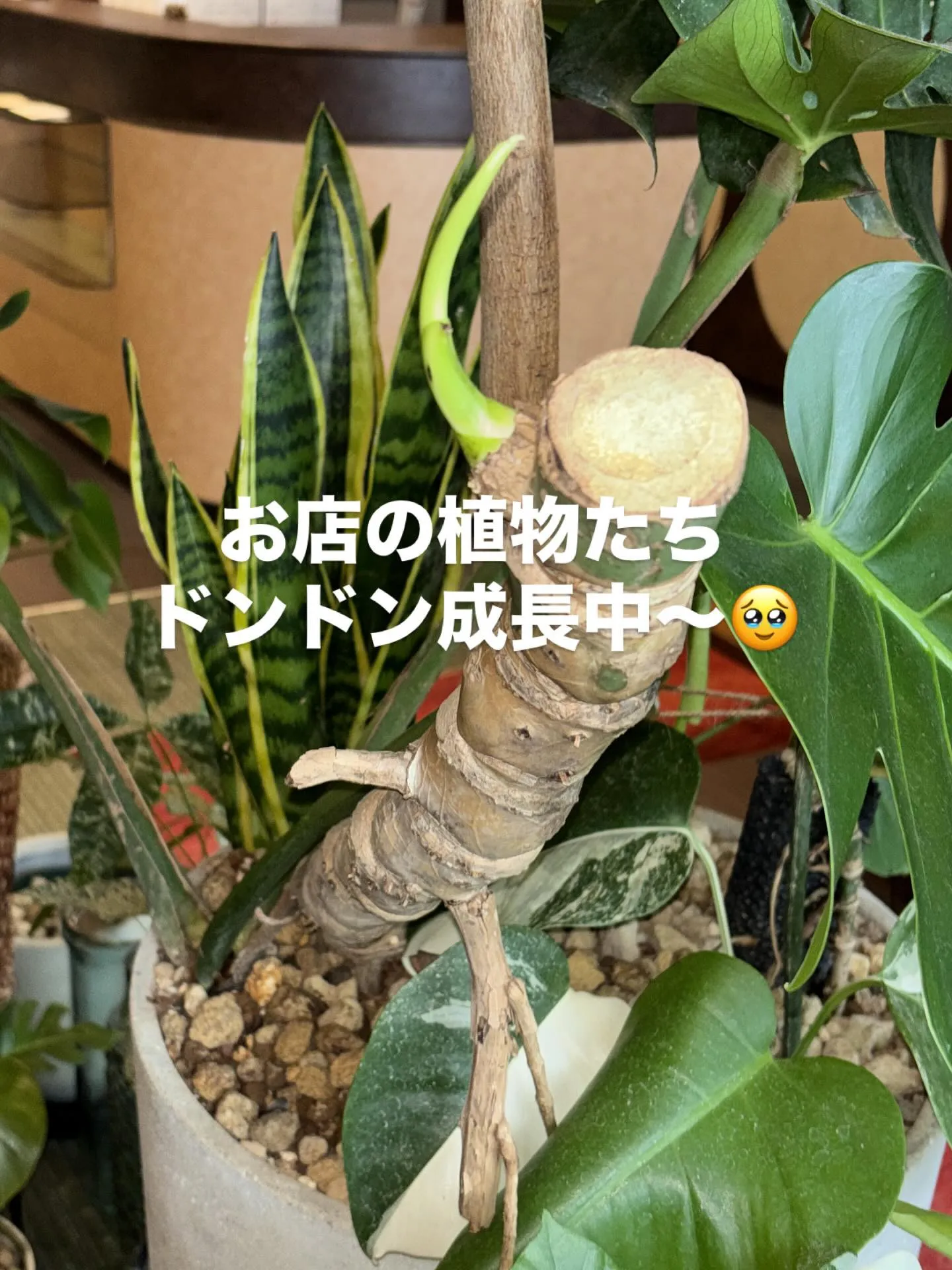 ドンドン成長してて嬉しい～！！