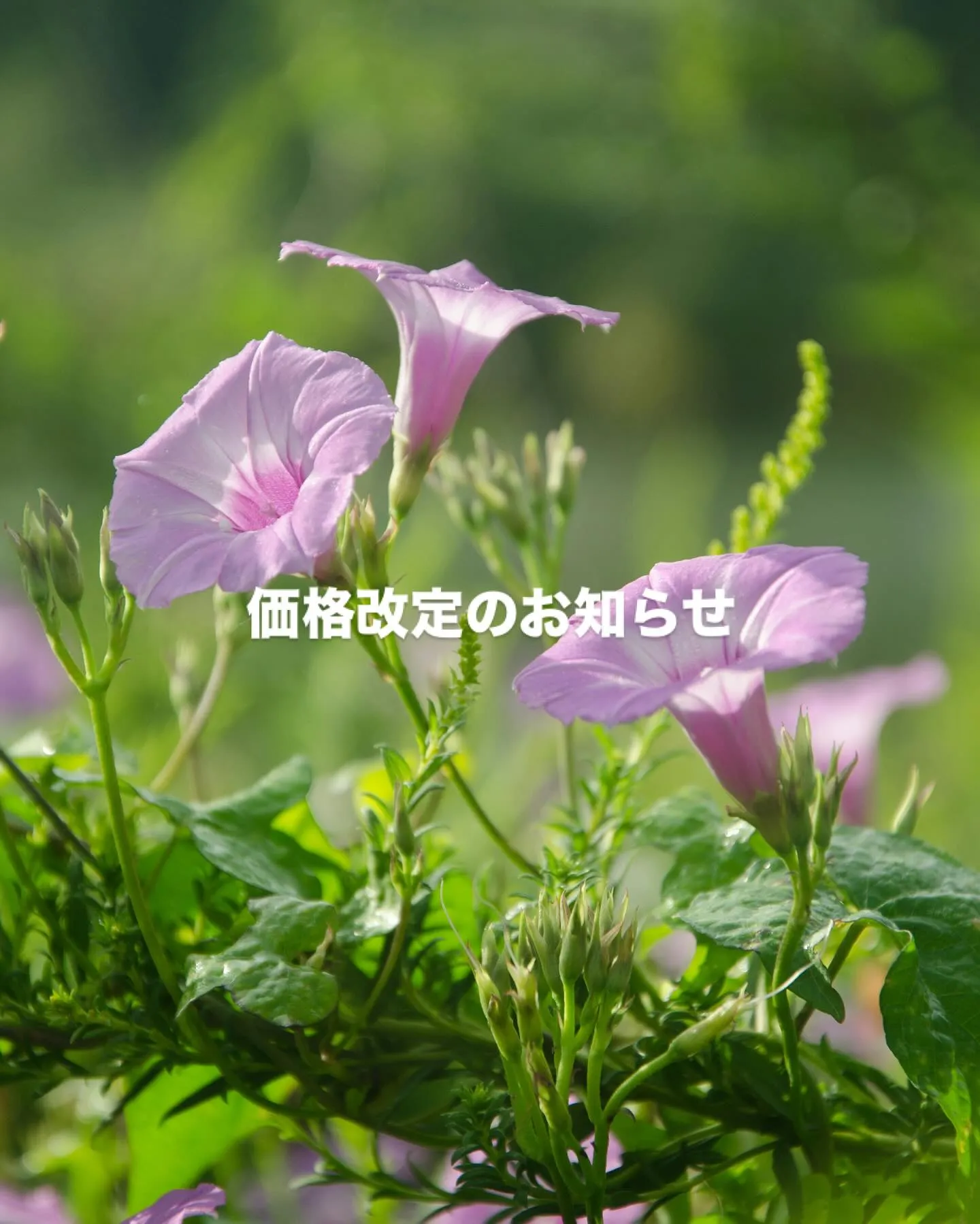 いつもご来店いただきありがとうございます。