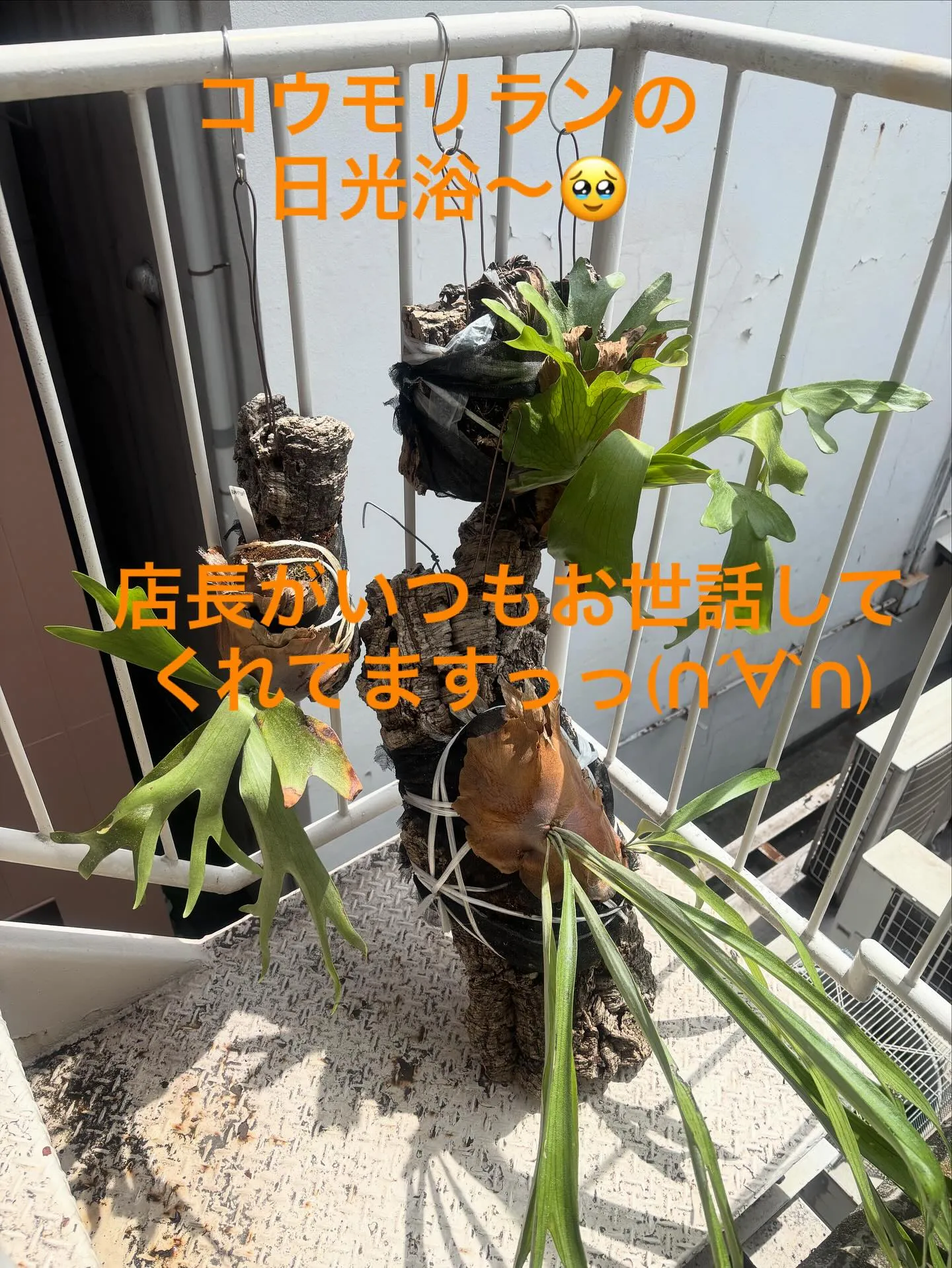 コウモリランの日光浴～✨️