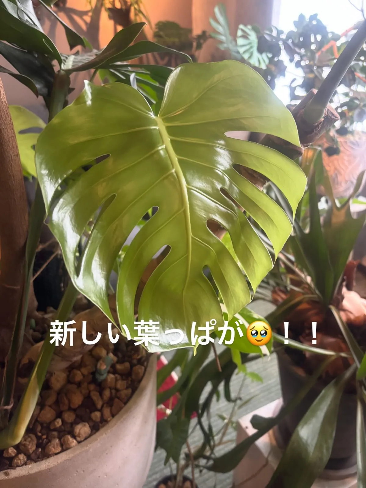 お店のモンステラが、どんどん成長してます😊✨️