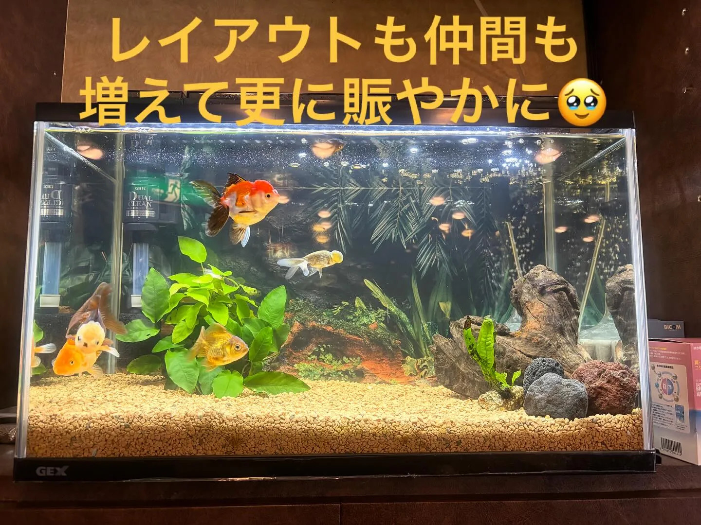 水の音も聞こえるので、森の中に