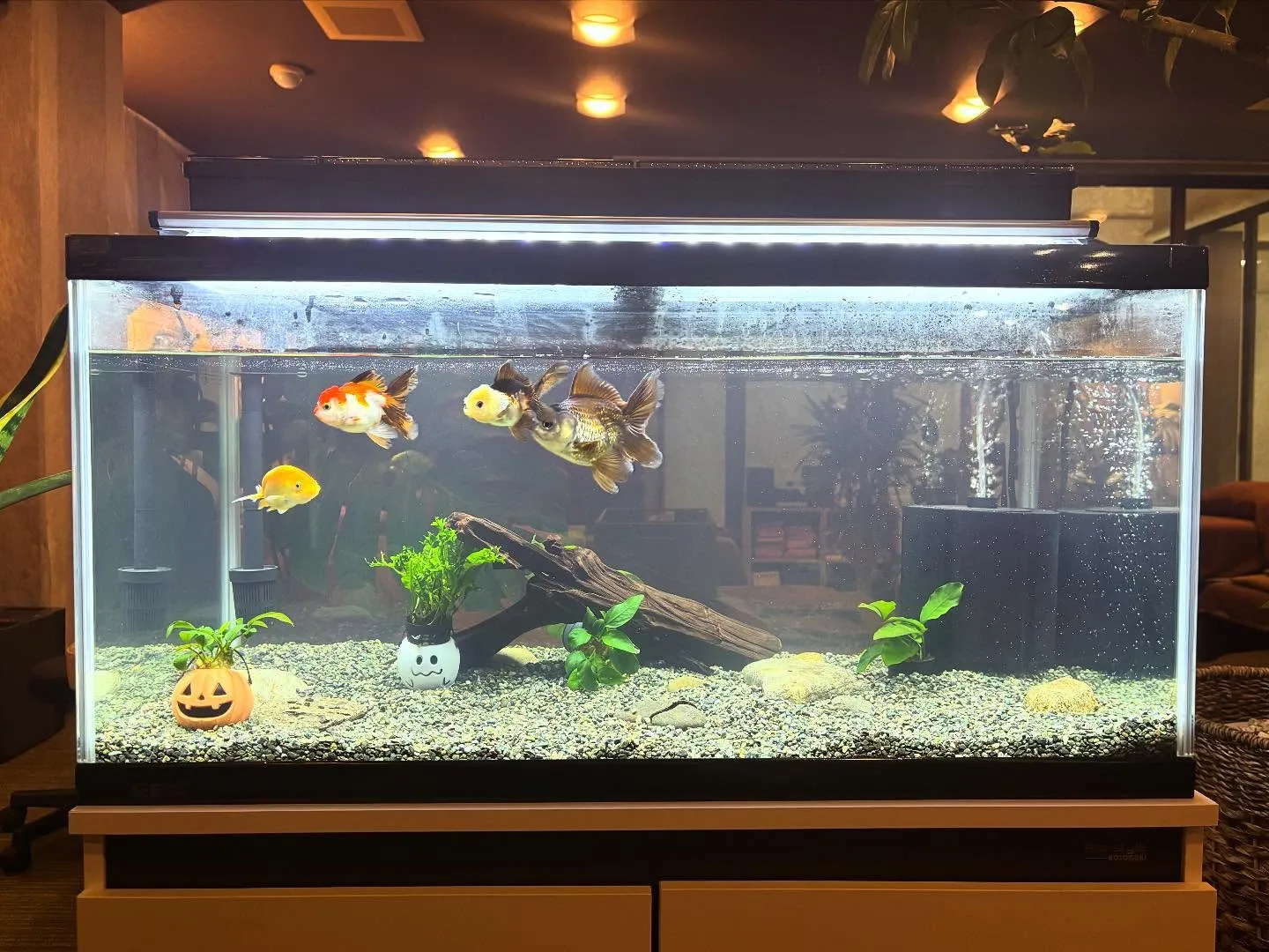 またもや店長です