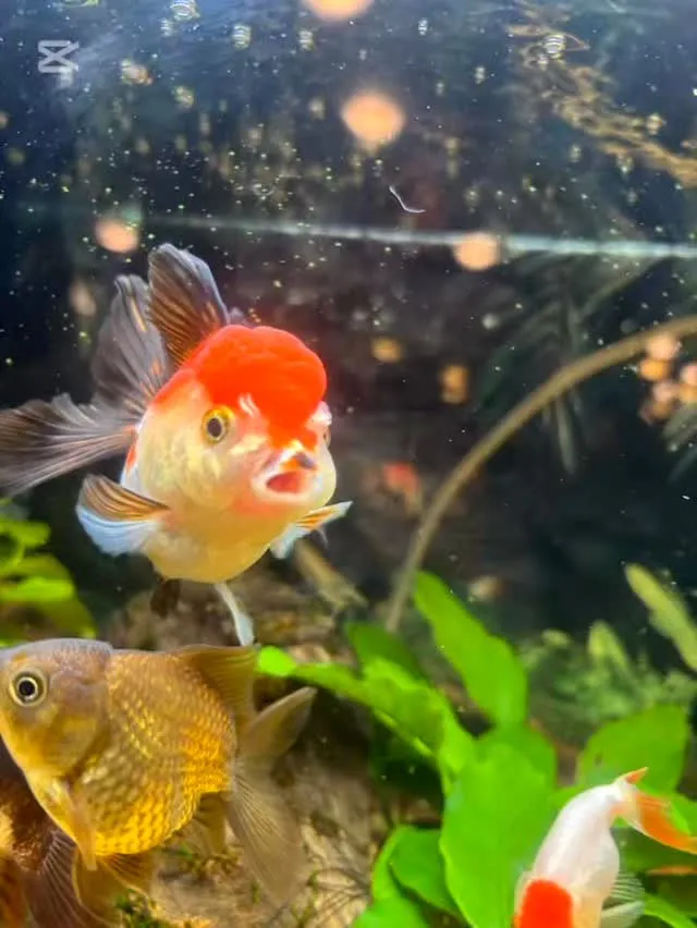 スタッフに癒しをくれる
